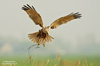 Rohrweihe - Marsh Harrier